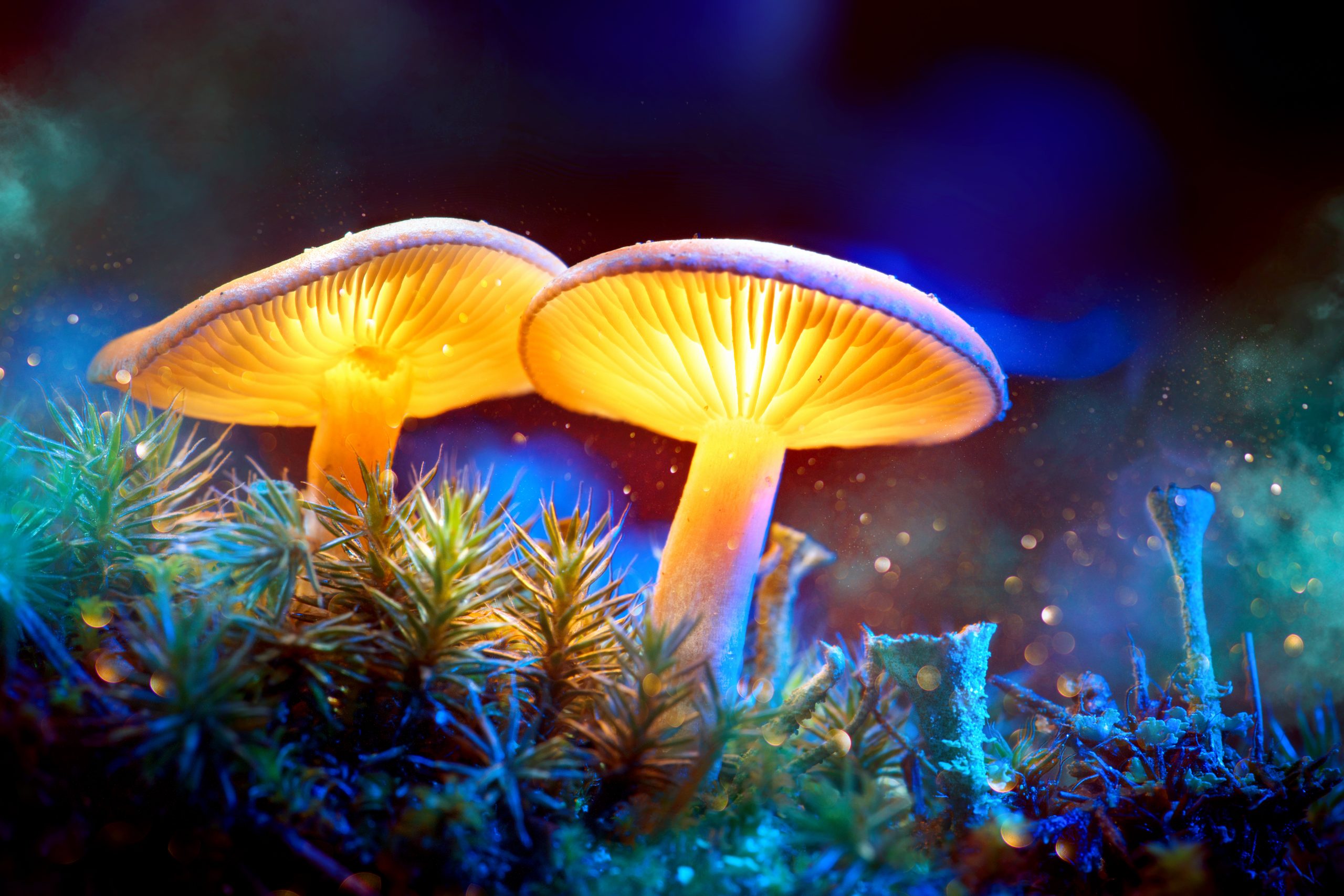 the power of magic mushrooms