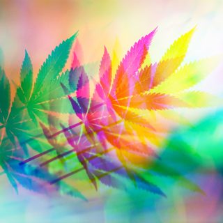 cannabis psychedelics
