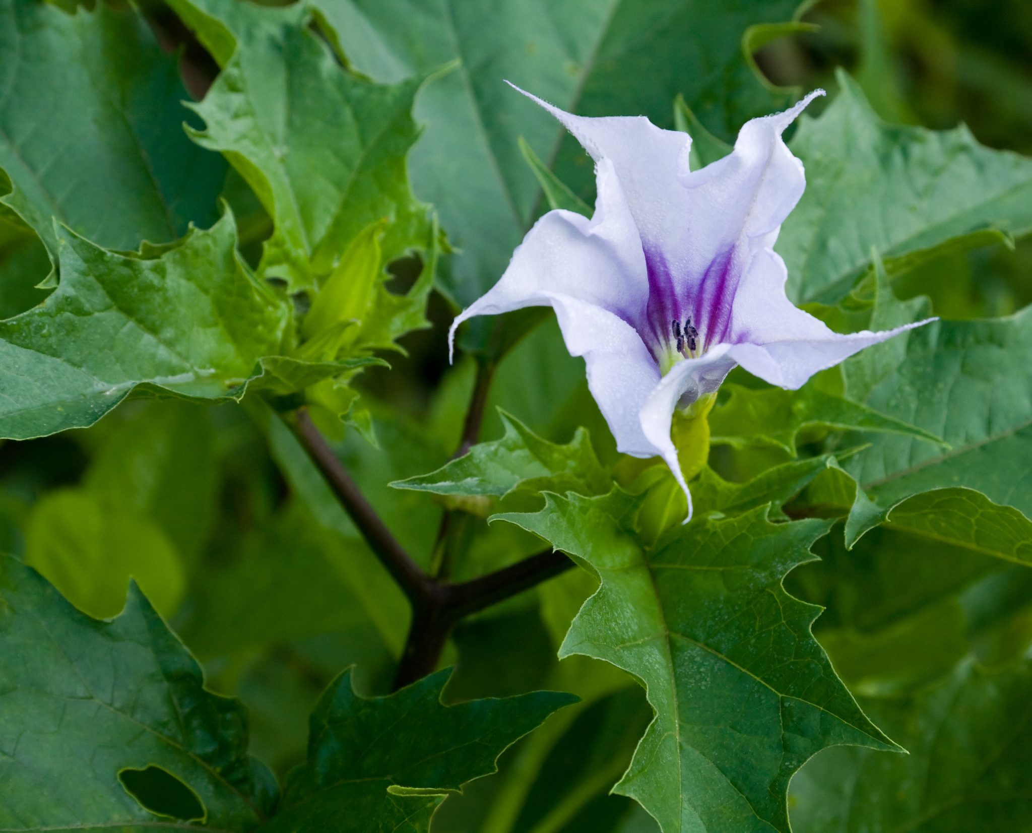 The Toxic Beauty of Datura | Chemical Collective