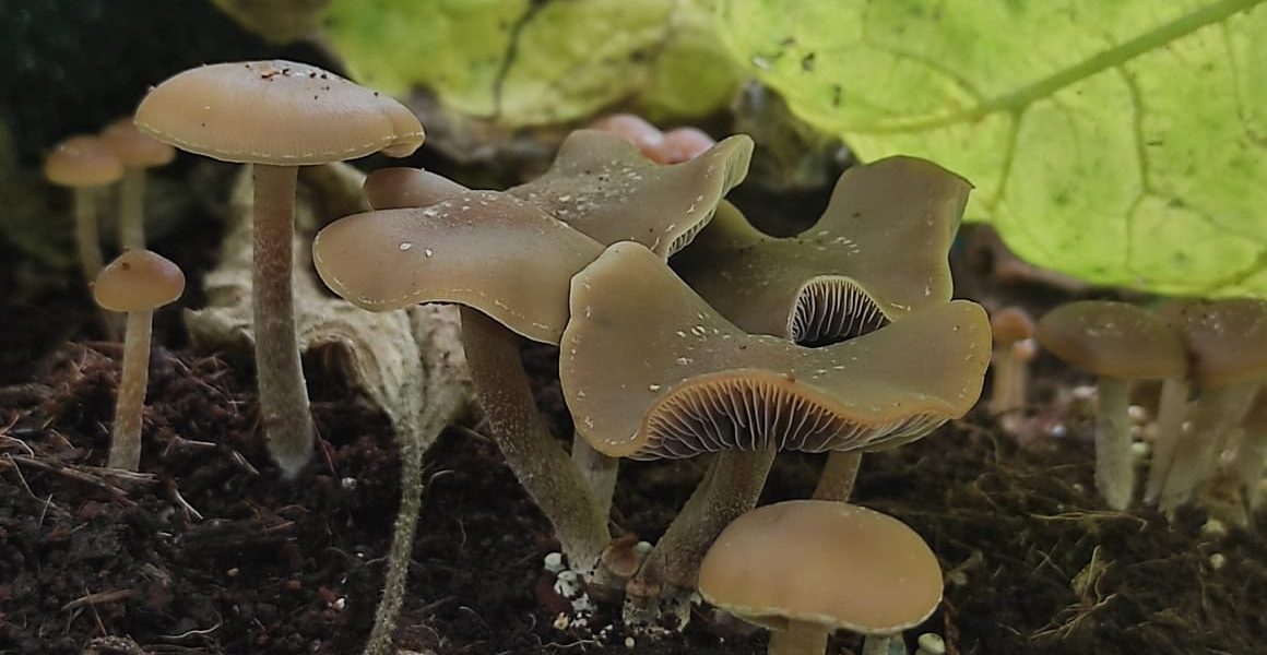 outdoor fruiting patch of Psilocybe ingeli