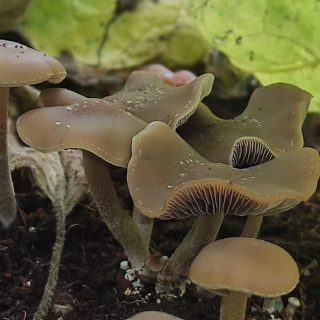 outdoor fruiting patch of Psilocybe ingeli