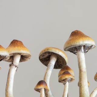 shutterstock 2493670327