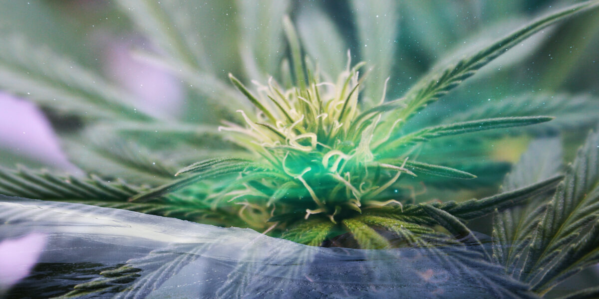 shutterstock 1492481267