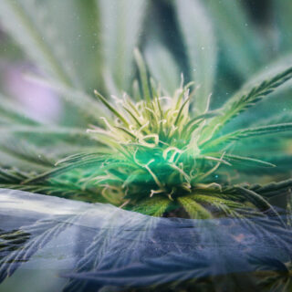 shutterstock 1492481267