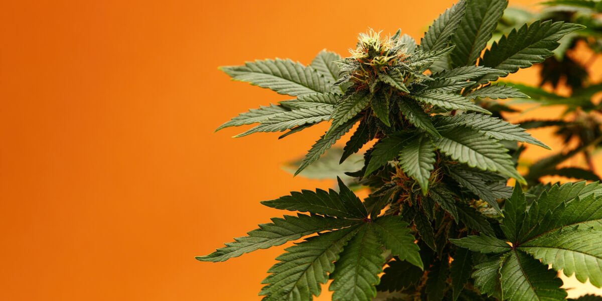 shutterstock 2201274939