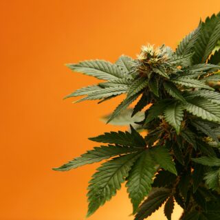 shutterstock 2201274939