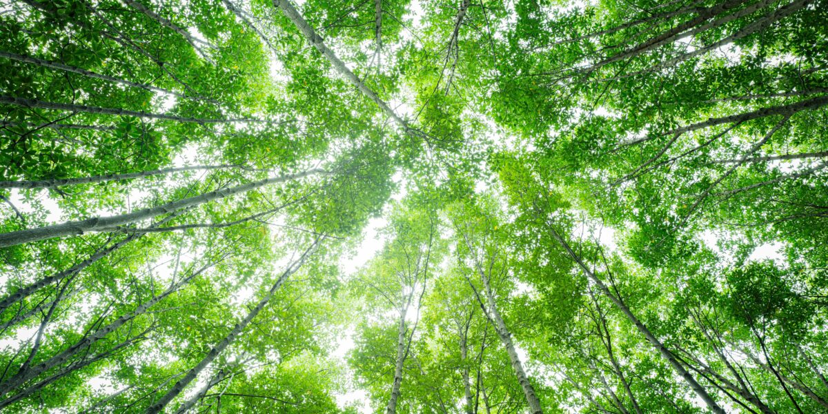 shutterstock 2505695203