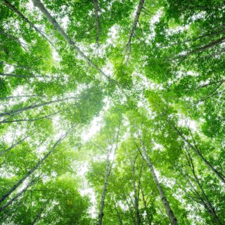 shutterstock 2505695203