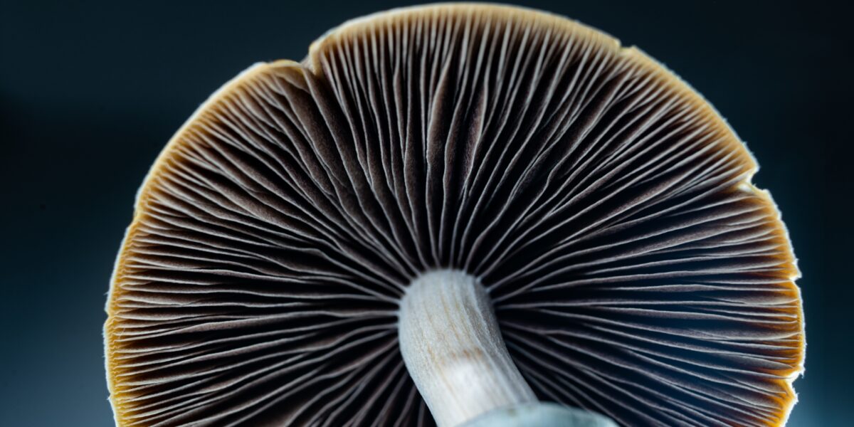 shutterstock 2658245921