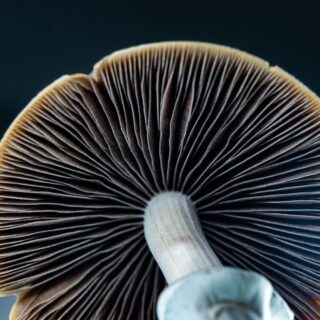 shutterstock 2658245921