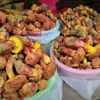 Lanmaoa asiatica mushrooms for sale. Colin Domnauer.