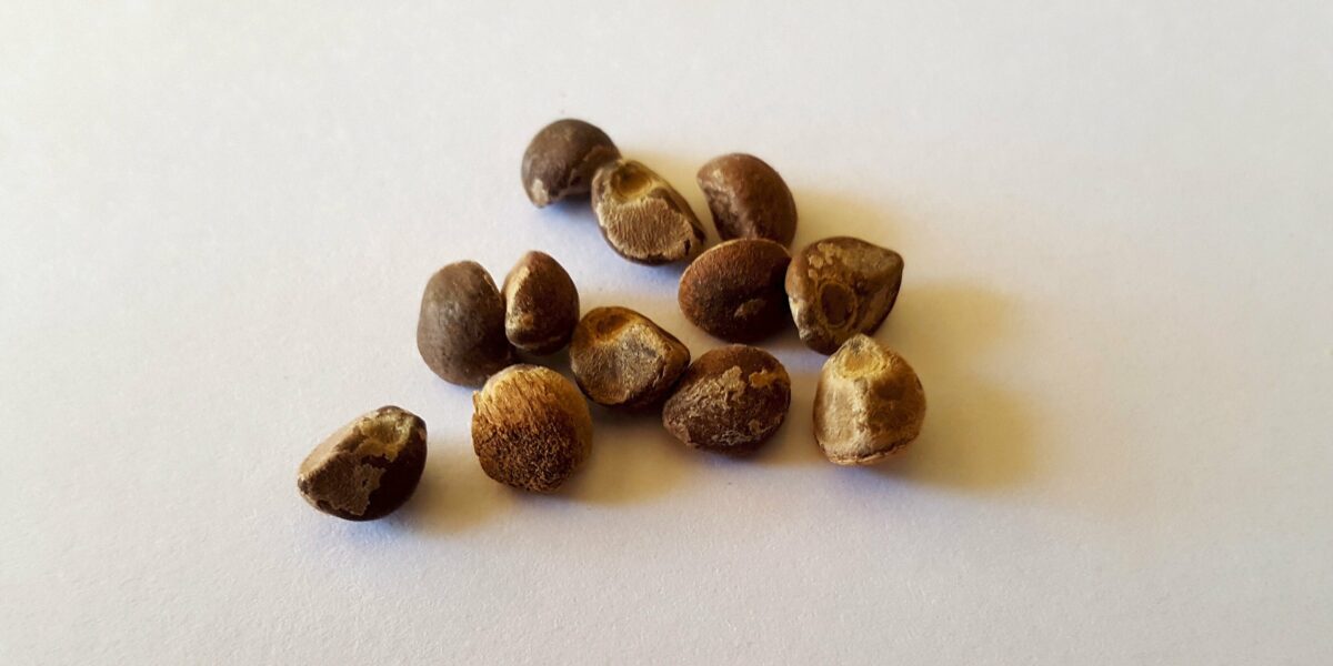 rsz hawaiian baby woodrose seeds