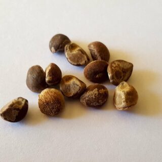 rsz hawaiian baby woodrose seeds