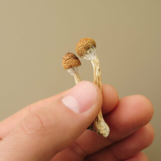 rsz shutterstock 1969024033