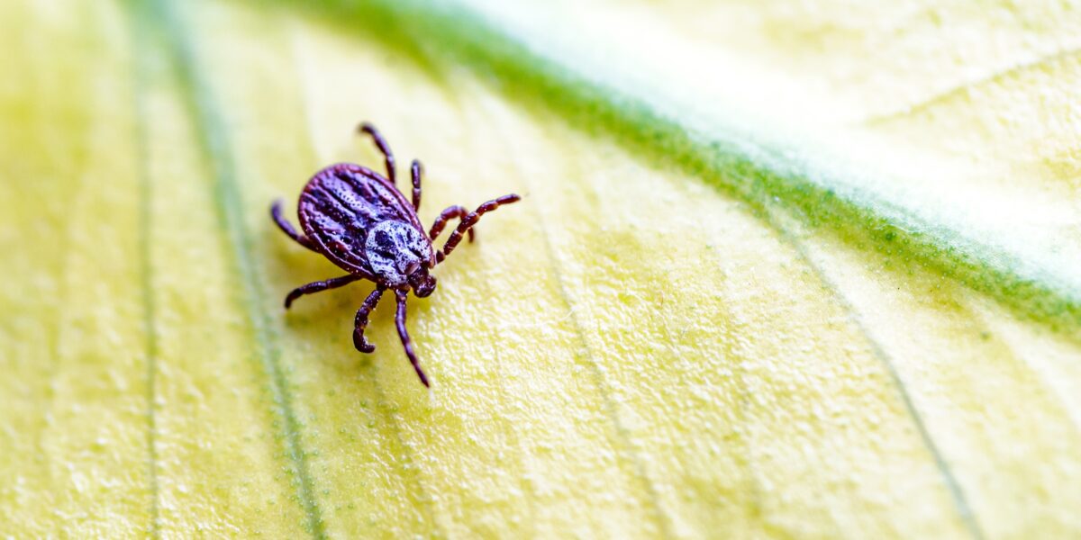 shutterstock 2449871697