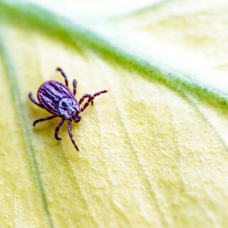 shutterstock 2449871697