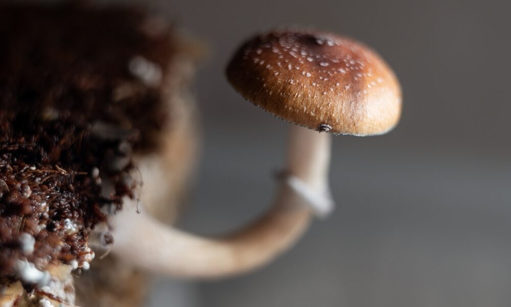 shutterstock 2669645431