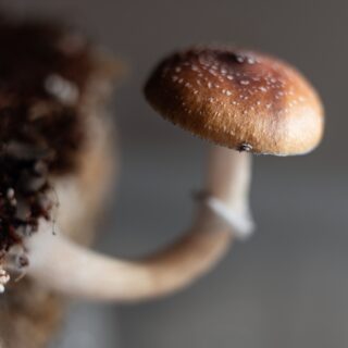 shutterstock 2669645431